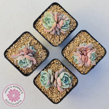 Load image into Gallery viewer, Echeveria Dream Snow (Large multi) - John & Norma's Succulents Australia