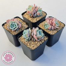 Load image into Gallery viewer, Echeveria Dream Snow (Large multi) - John & Norma's Succulents Australia