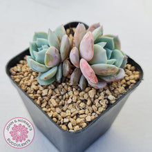 Load image into Gallery viewer, Echeveria Dream Snow (Large multi) - John & Norma's Succulents Australia
