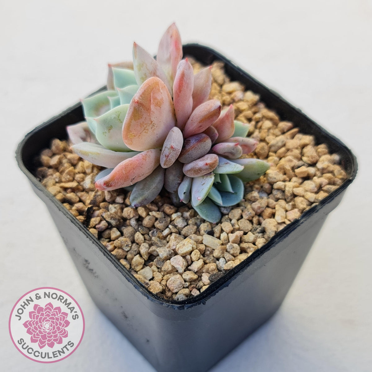Echeveria Dream Snow