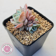 Load image into Gallery viewer, Echeveria Dream Snow (Large multi) - John & Norma's Succulents Australia