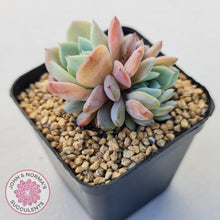 Load image into Gallery viewer, Echeveria Dream Snow (Large multi) - John & Norma's Succulents Australia