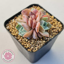 Load image into Gallery viewer, Echeveria Dream Snow (Large multi) - John & Norma's Succulents Australia