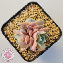 Load image into Gallery viewer, Echeveria Dream Snow (Large multi) - John & Norma's Succulents Australia