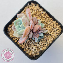 Load image into Gallery viewer, Echeveria Dream Snow (Large multi) - John & Norma's Succulents Australia