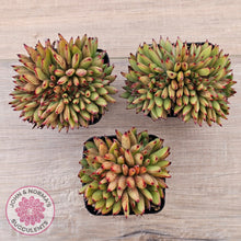 Load image into Gallery viewer, Echeveria agavoides 'Ebony' Crest