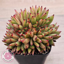 Load image into Gallery viewer, Echeveria agavoides 'Ebony' Crest