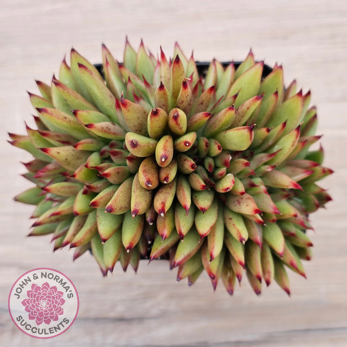 Echeveria agavoides 'Ebony' Crest