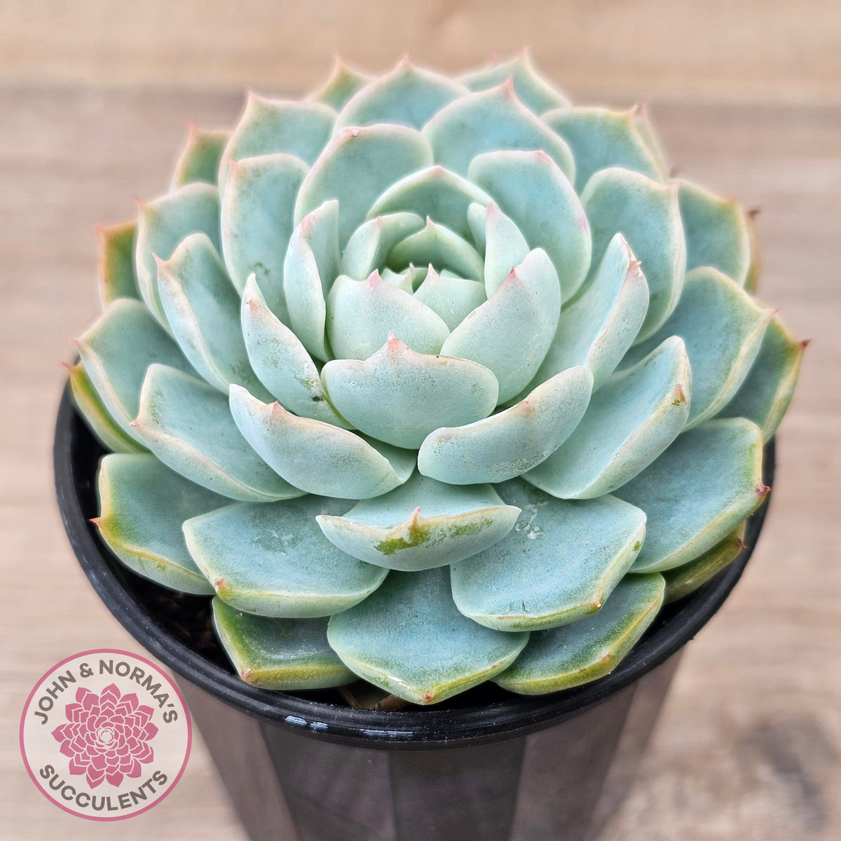 Echeveria elegans x 'Violet Queen'