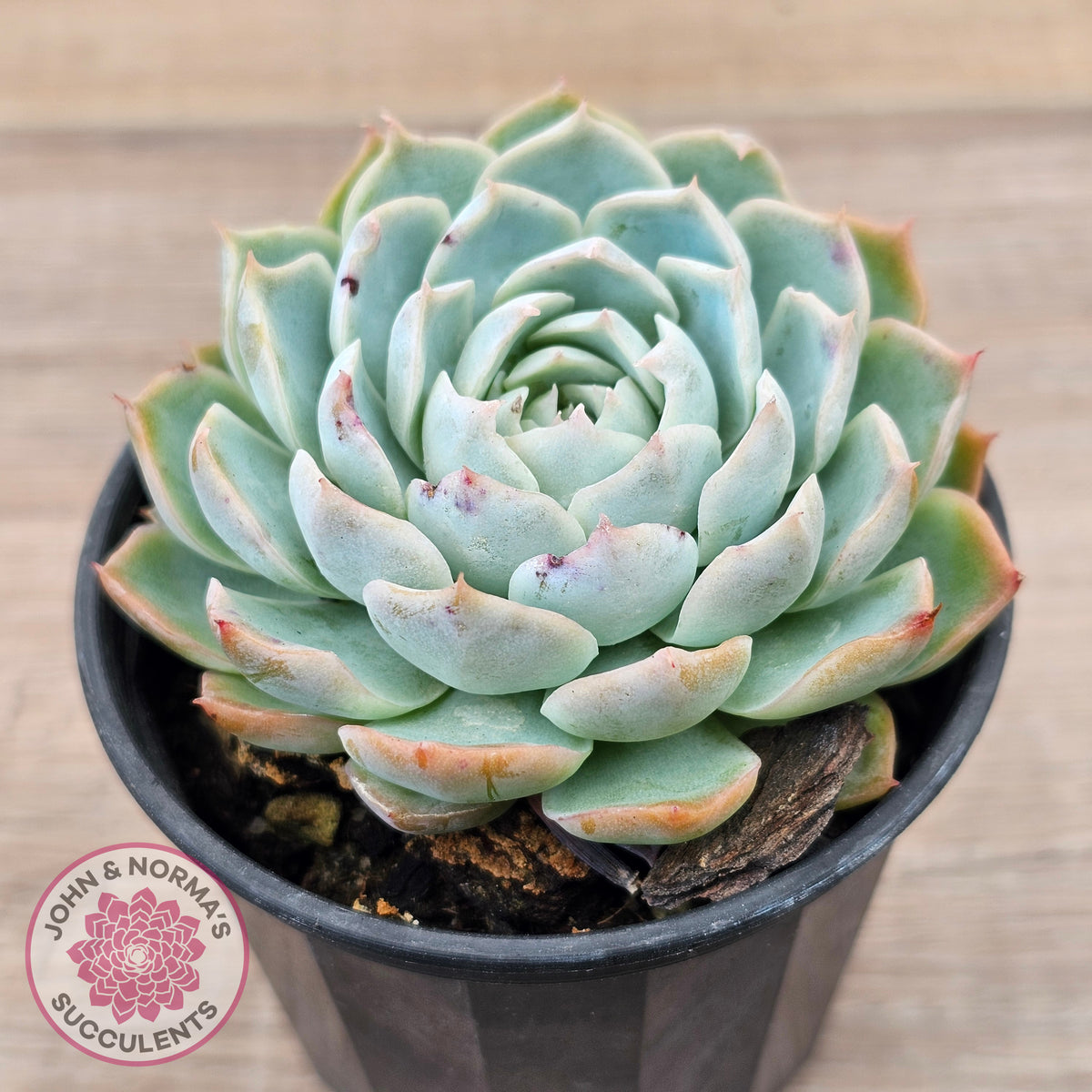 Echeveria elegans x 'Violet Queen'