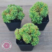 Load image into Gallery viewer, Echeveria Emerald Ripple Crest