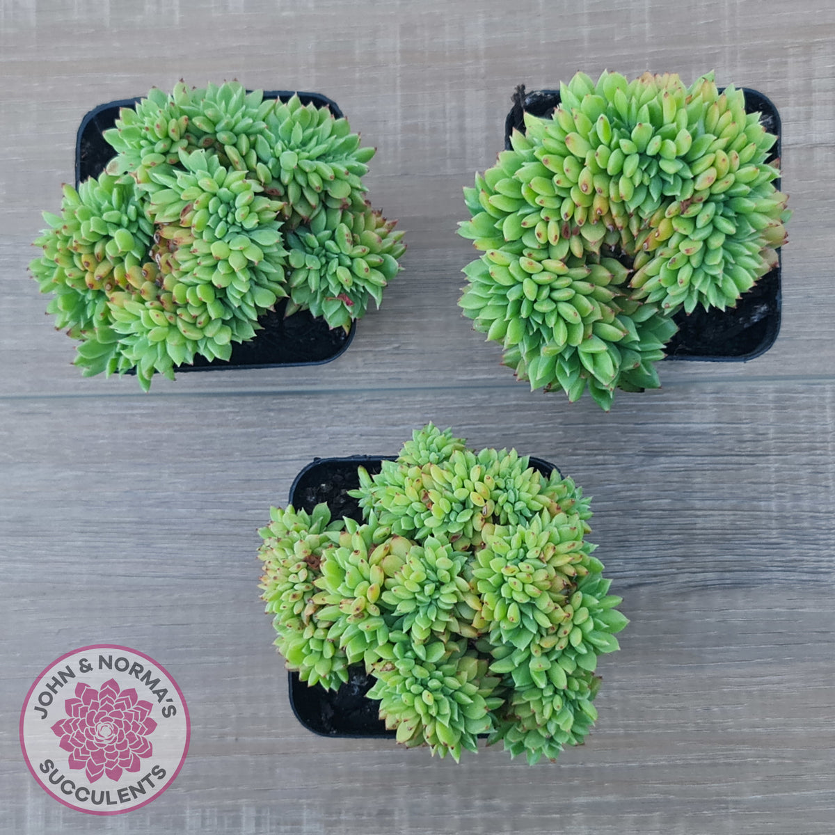 Echeveria Emerald Ripple Crest