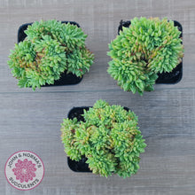 Load image into Gallery viewer, Echeveria Emerald Ripple Crest
