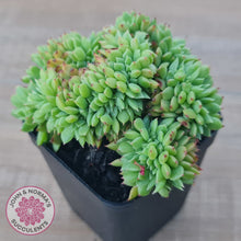 Load image into Gallery viewer, Echeveria Emerald Ripple Crest
