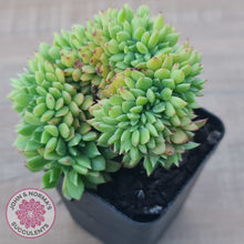 Load image into Gallery viewer, Echeveria Emerald Ripple Crest