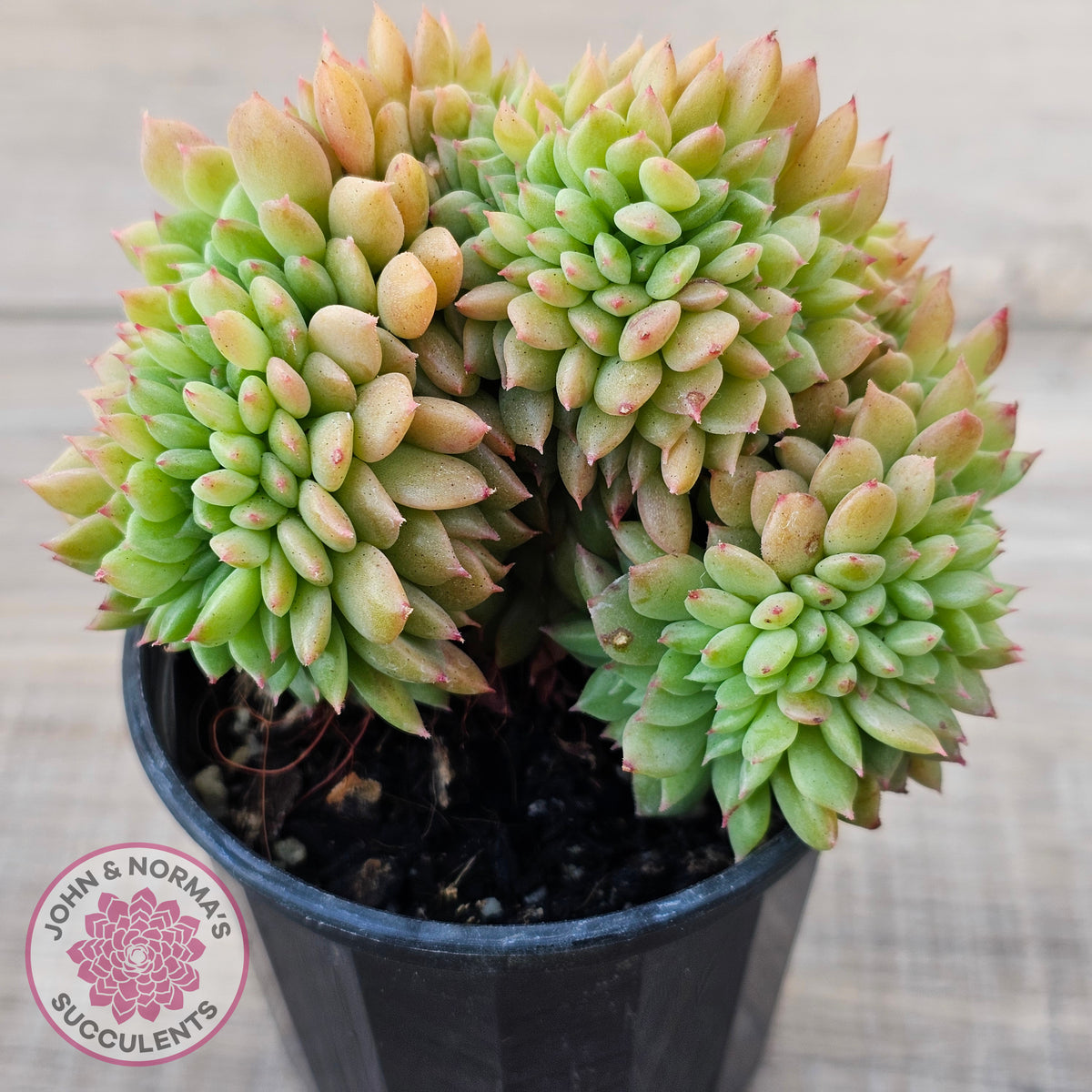 Echeveria Emerald Ripple Crest