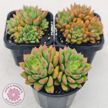 Load image into Gallery viewer, Echeveria 'Emerald Ripple'