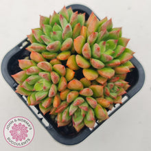 Load image into Gallery viewer, Echeveria 'Emerald Ripple'
