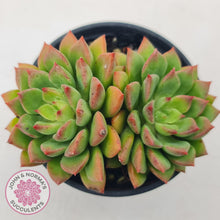 Load image into Gallery viewer, Echeveria 'Emerald Ripple'