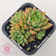Load image into Gallery viewer, Echeveria 'Emerald Ripple'