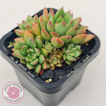 Load image into Gallery viewer, Echeveria 'Emerald Ripple'