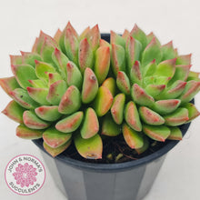Load image into Gallery viewer, Echeveria 'Emerald Ripple'