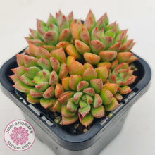 Load image into Gallery viewer, Echeveria 'Emerald Ripple'