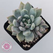 Load image into Gallery viewer, Echeveria Estrella