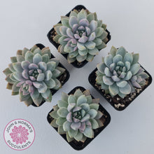 Load image into Gallery viewer, Echeveria Estrella
