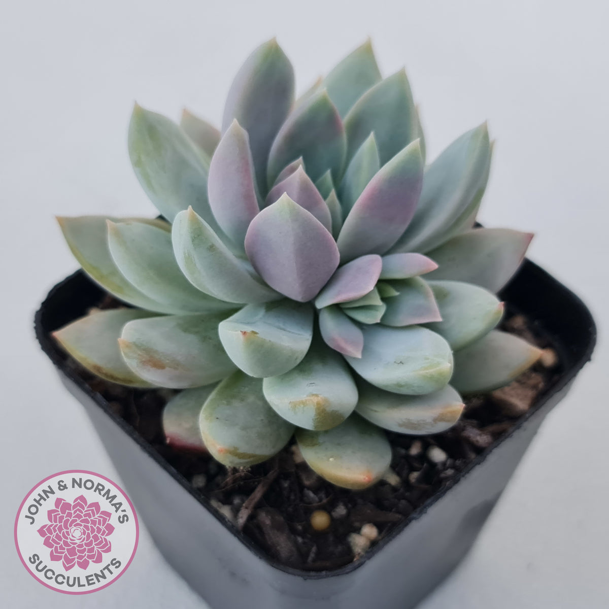 Echeveria Estrella