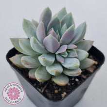 Load image into Gallery viewer, Echeveria Estrella