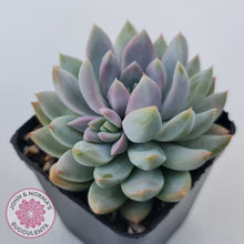 Load image into Gallery viewer, Echeveria Estrella