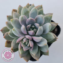 Load image into Gallery viewer, Echeveria Estrella