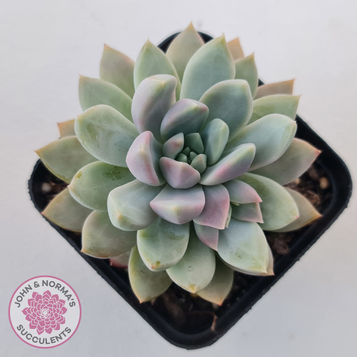 Echeveria Estrella