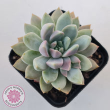 Load image into Gallery viewer, Echeveria Estrella