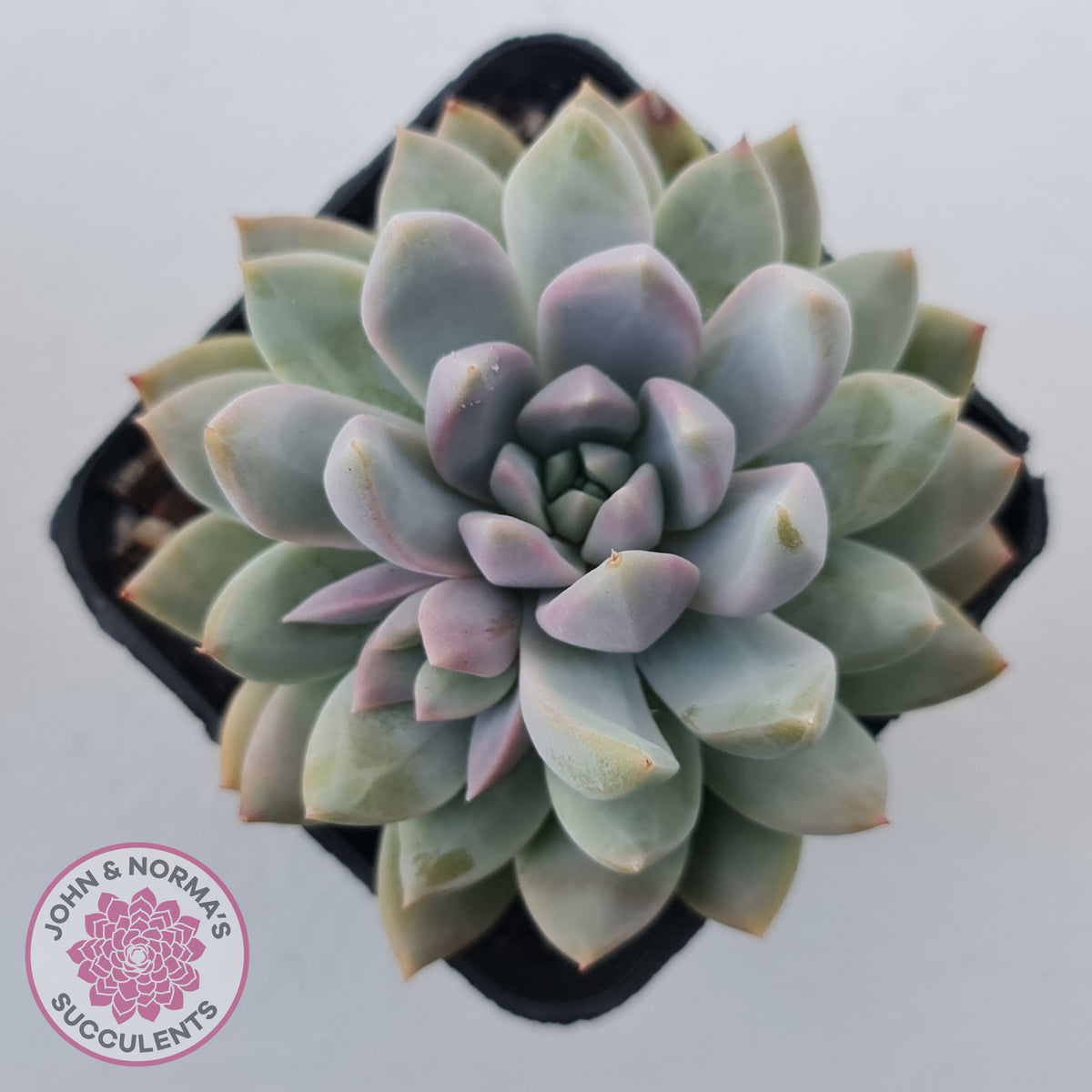 Echeveria Estrella