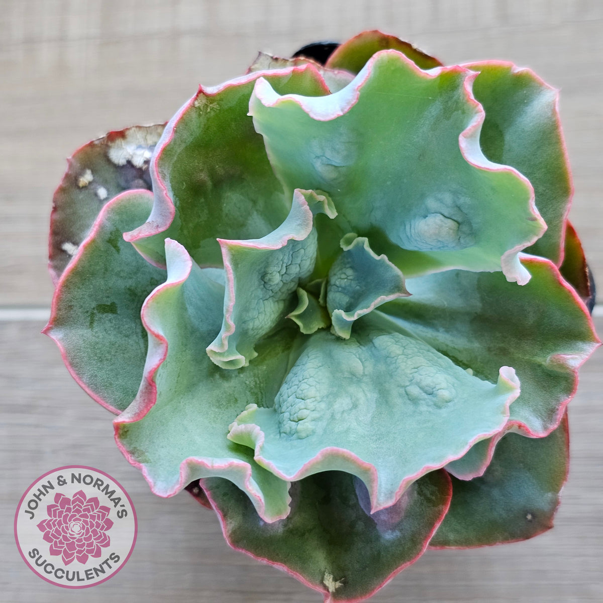Echeveria Etna