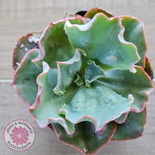Load image into Gallery viewer, Echeveria Etna