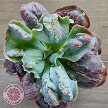 Load image into Gallery viewer, Echeveria Etna