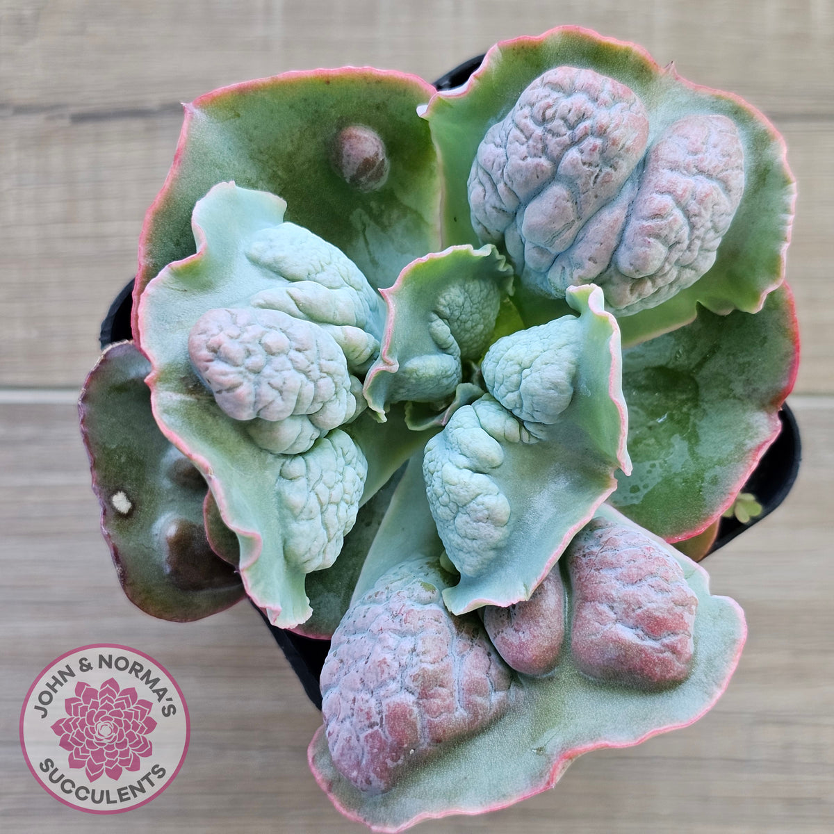Echeveria Etna