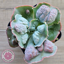 Load image into Gallery viewer, Echeveria Etna