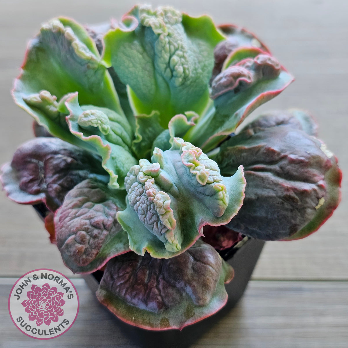 Echeveria Etna