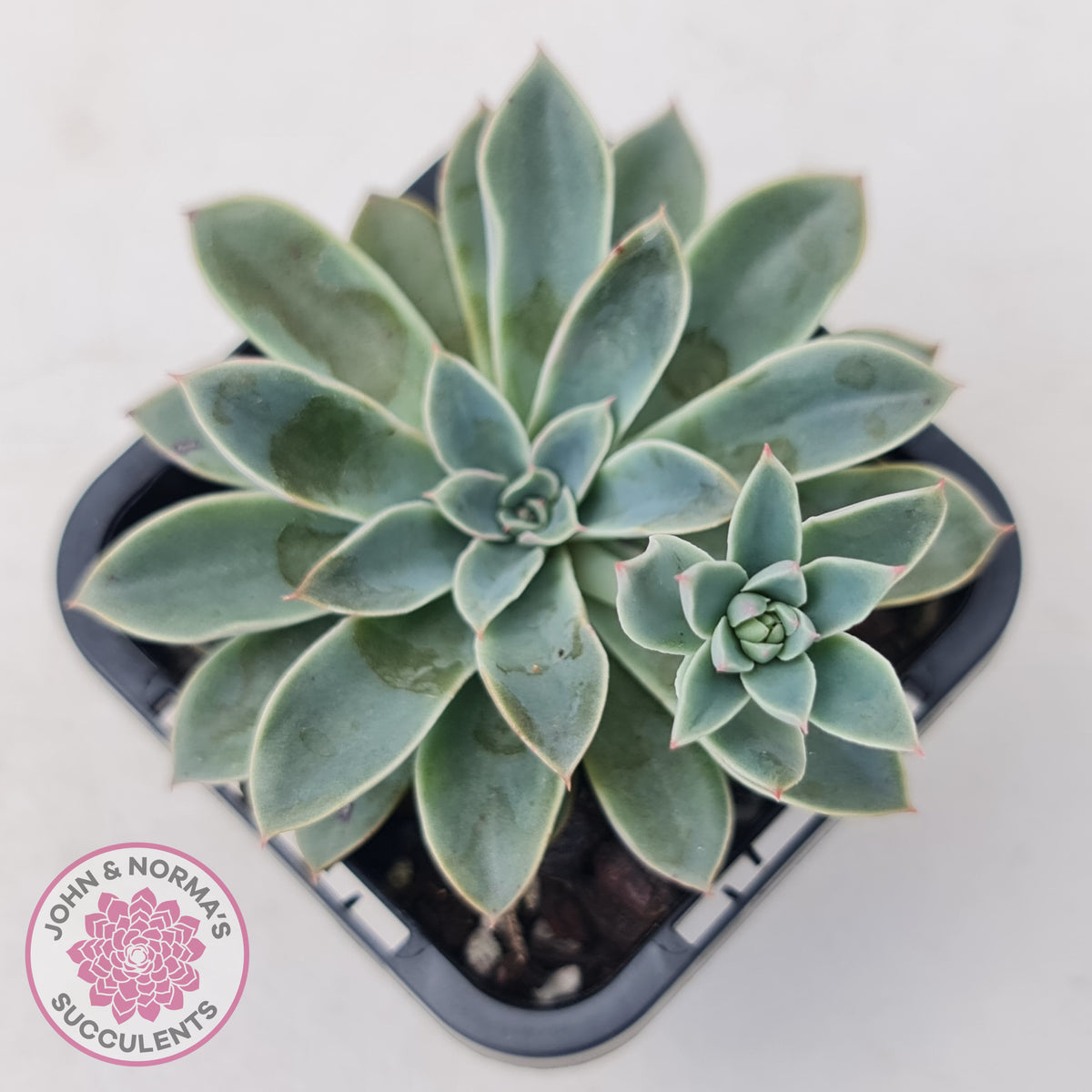 Echeveria 'Fantastic Fountain'