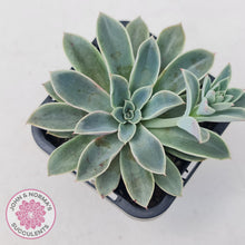 Load image into Gallery viewer, Echeveria 'Fantastic Fountain'