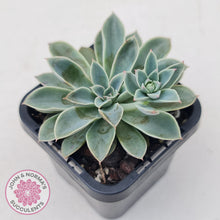 Load image into Gallery viewer, Echeveria 'Fantastic Fountain'