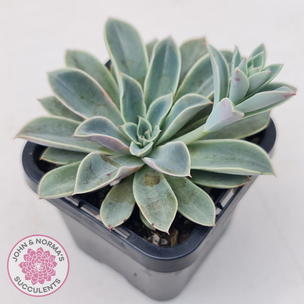Echeveria 'Fantastic Fountain'