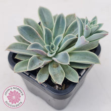Load image into Gallery viewer, Echeveria 'Fantastic Fountain'