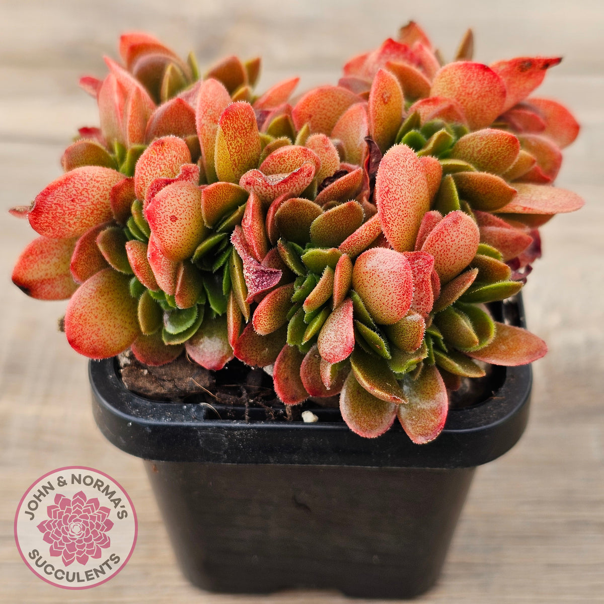 Echeveria Fimbriata Fasciculata Crest