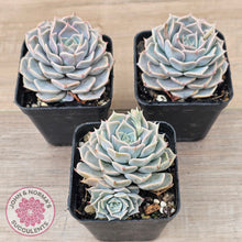 Load image into Gallery viewer, Echeveria 'Fiona's Choice'