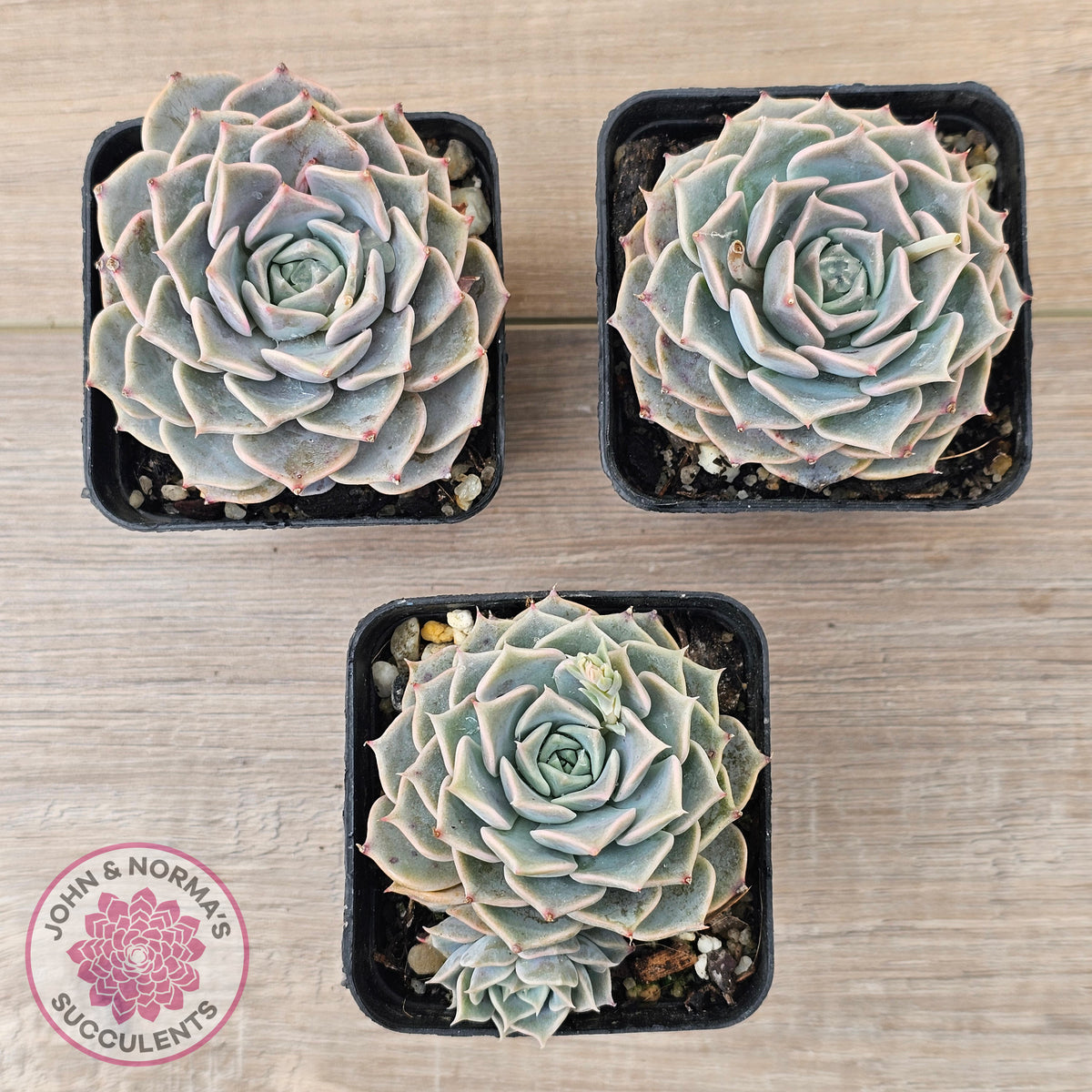 Echeveria 'Fiona's Choice'